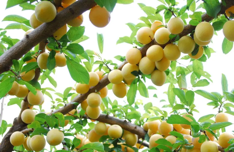 Culloden House Organic Fruit